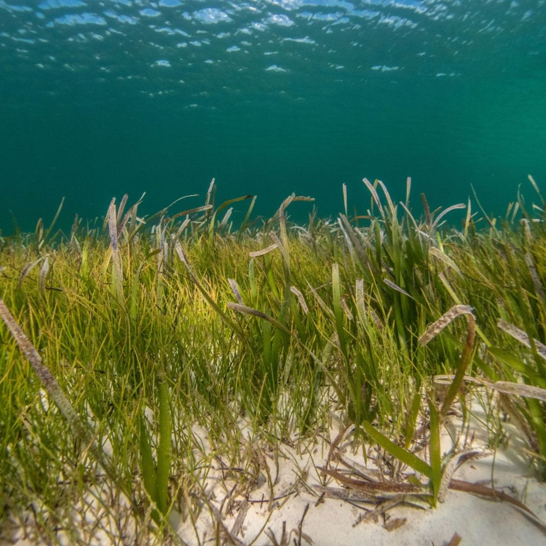 Seagrass Heroes: How Your Laundry Choice Protects Marine Life - Easey Earth