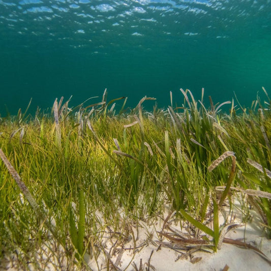 Seagrass Heroes: How Your Laundry Choice Protects Marine Life - Easey Earth